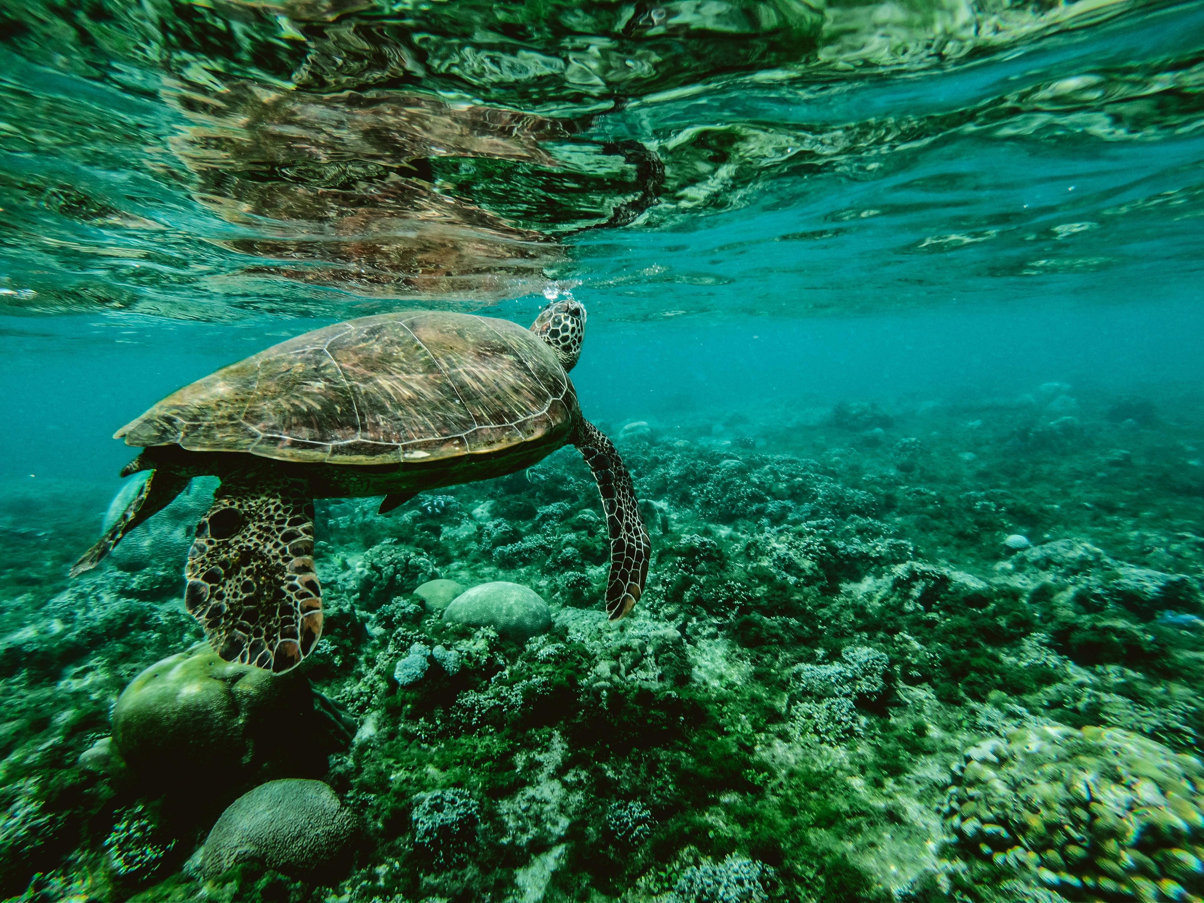  A sea turtle swimming in clear ocean water above coral reef, symbolizing the mission of Breath activewear to protect marine ecosystems and remove waterborne waste.